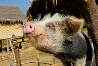 funny domestic pig in a village near Lake Inle