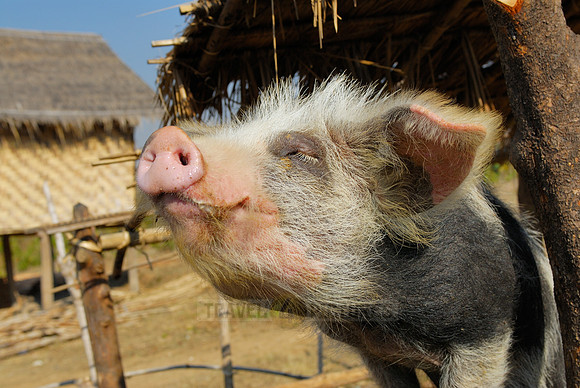 funny domestic pig in a village near Lake Inle