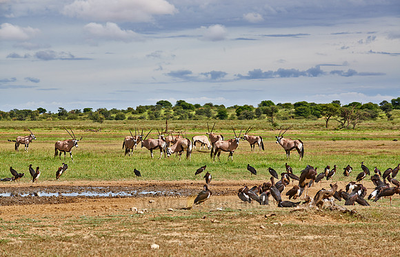 Abdim's Stork and Oyx antelopes