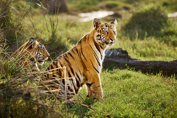 two Bengal tiger cubs (Panthera tigris tigris)