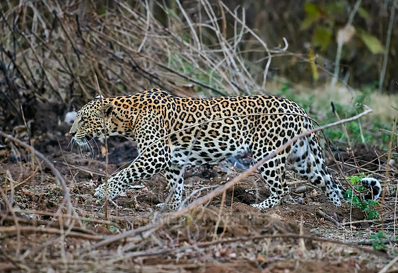 Indian leopard (Panthera pardus fusca)