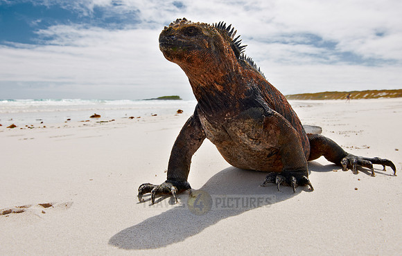 Marine Iguana, Amblyrhynchus cristatus