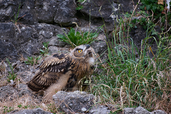 Eurasian eagle-owl (Bubo bubo), youngster on a rock