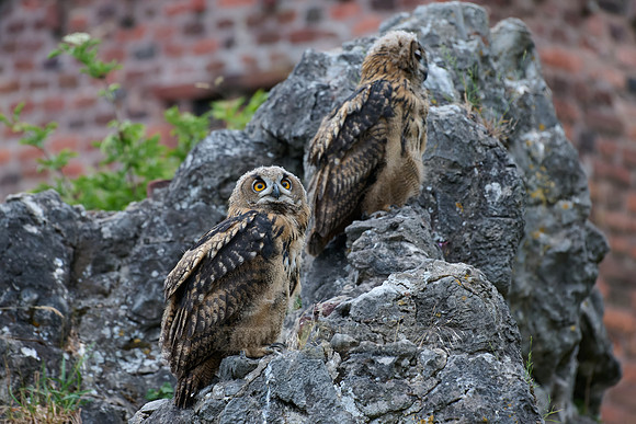 Eurasian eagle-owl (Bubo bubo), two youngster on a rock