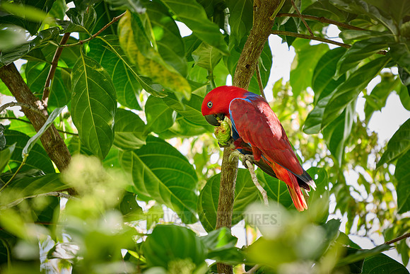 Papuan eclectus, red-sided eclectus or New Guinea eclectus, Eclectus roratus