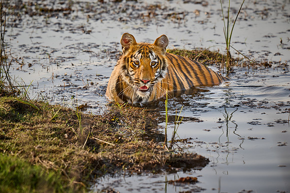 Bengal tiger cub inside a lake (Panthera tigris tigris)