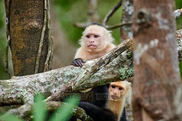 Panamanian white-faced capuchin (Cebus imitator)