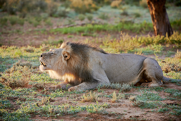 roaring male lion (Panthera leo)