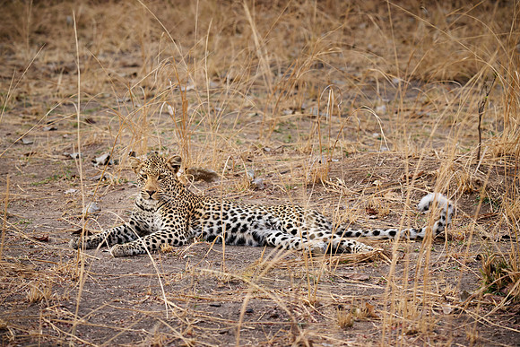 young African leopard (Panthera pardus pardus)