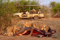 tourists in a safari car watching a pride of lioness (Panthera leo) at buffalo kill
