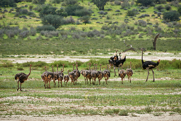 ostrich with chicks, Struthio camelus