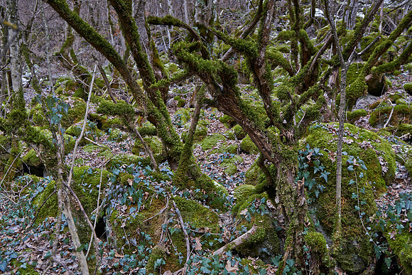 exploration trip across forest