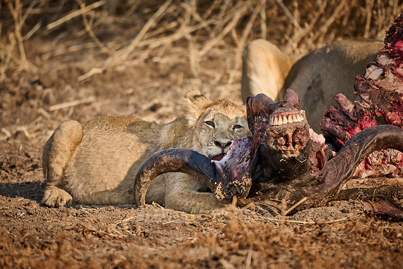 lion cub (Panthera leo) at buffalo kill