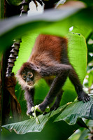 ornate spider monkey (Ateles geoffroyi ornatus)