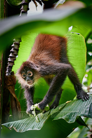 ornate spider monkey (Ateles geoffroyi ornatus)