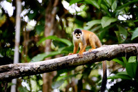 Central American squirrel monkey or red-backed squirrel monkey