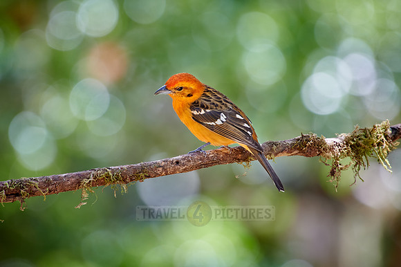 male Flame-colored Tanager (Piranga bidentata)
