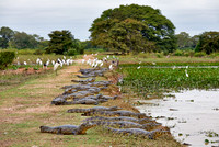 huge group yacare caiman