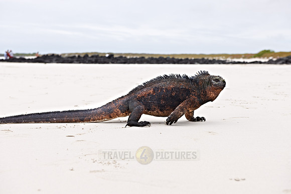 Marine Iguana, Amblyrhynchus cristatus