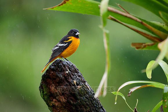 Male Baltimore Oriole (Icterus galbula)