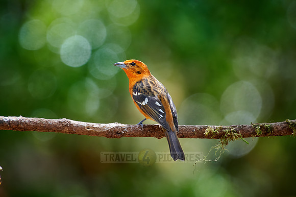 male Flame-colored Tanager (Piranga bidentata)