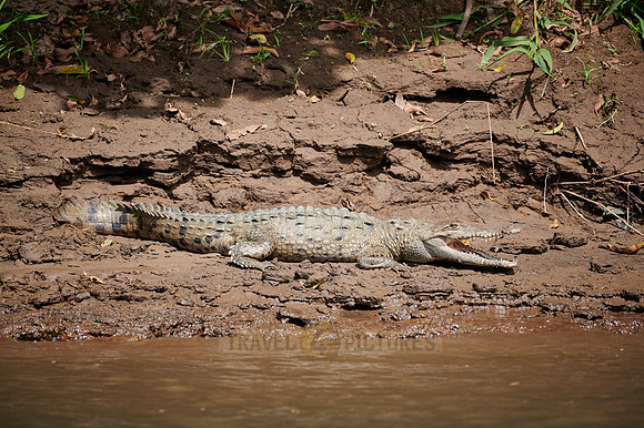 American Crocodile (Crocodylus acutus)