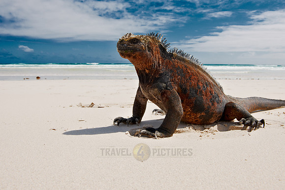 Marine Iguana, Amblyrhynchus cristatus