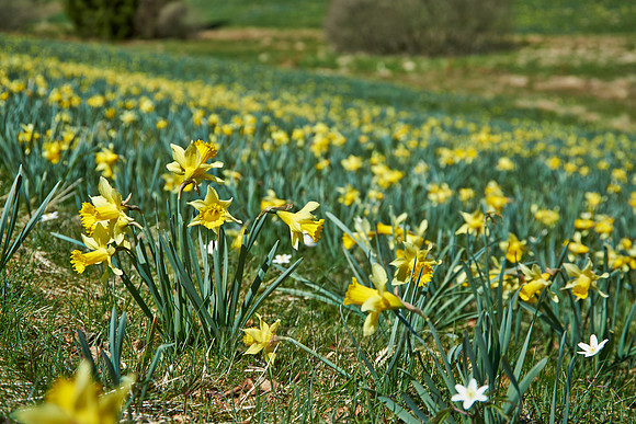 wild yellow Narcissus  or Daffodils (Narcissus pseudonarcissus)