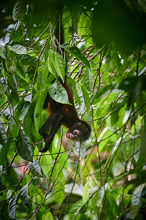 baby of ornate spider monkey (Ateles geoffroyi ornatus)