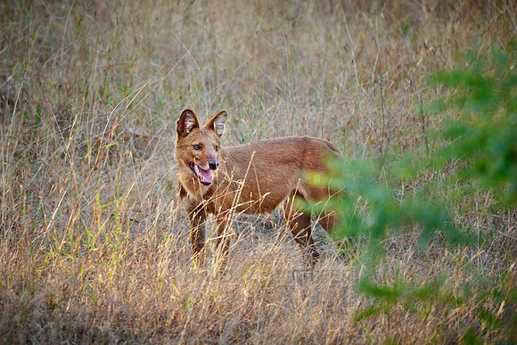 dhole (Cuon alpinus) or indian wild dog
