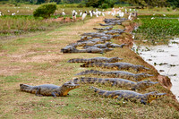 huge group yacare caiman