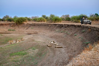 lion pride (Panthera leo) and tourist car