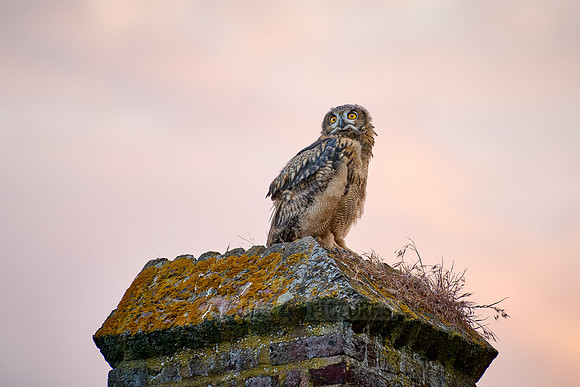 Eurasian eagle-owl (Bubo bubo), youngster on a a wall