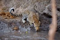 African leopard drinking at a mud pool