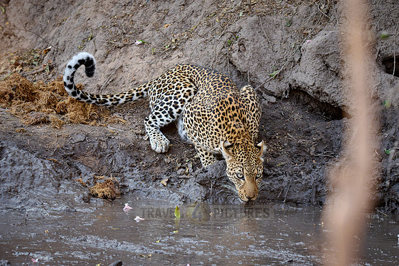 African leopard drinking at a mud pool
