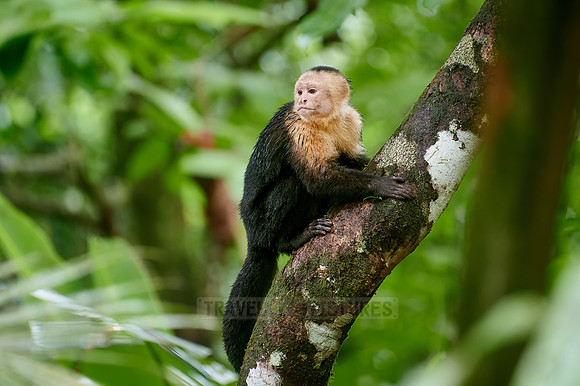 Panamanian white-faced capuchin (Cebus imitator)