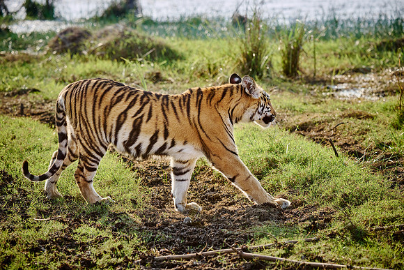 Bengal tiger cub (Panthera tigris tigris)