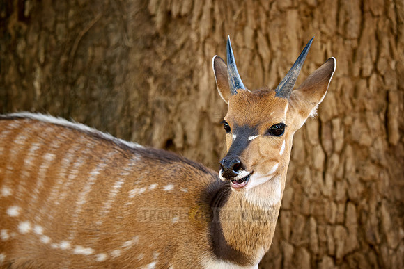 Sambia-Schirrantilope (Tragelaphus ornatus).  |Zambia bushbuck (Tragelaphus ornatus)|