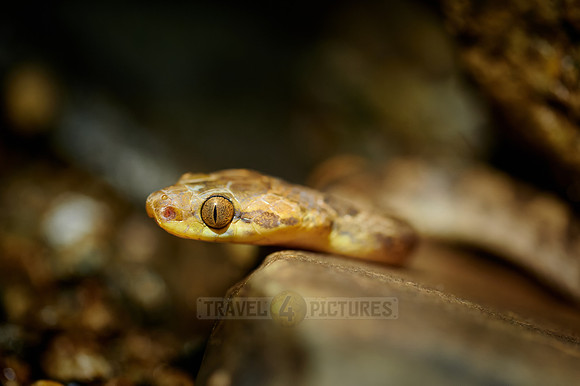 Northern Cat-eyed Snake (Leptodeira septentrionalis)