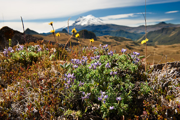 Antisana volcano