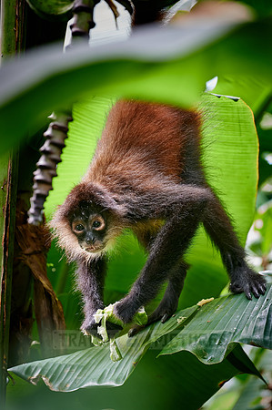 ornate spider monkey (Ateles geoffroyi ornatus)