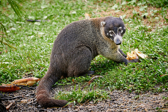White-nosed Coati, Nasua narica