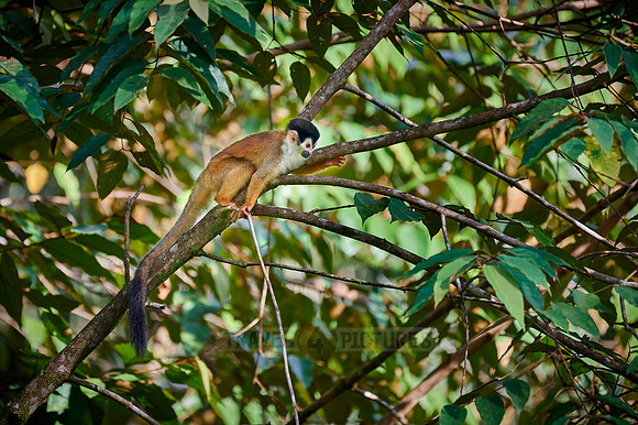 Central American squirrel monkey or red-backed squirrel monkey