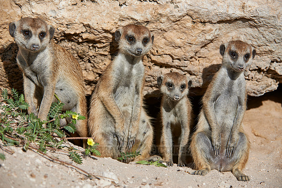 meerkat or suricate, Suricata suricatta