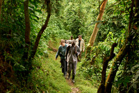 Gorilla trekking