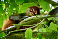 ornate spider monkey (Ateles geoffroyi ornatus)