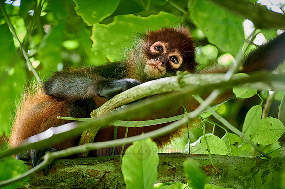 ornate spider monkey (Ateles geoffroyi ornatus)