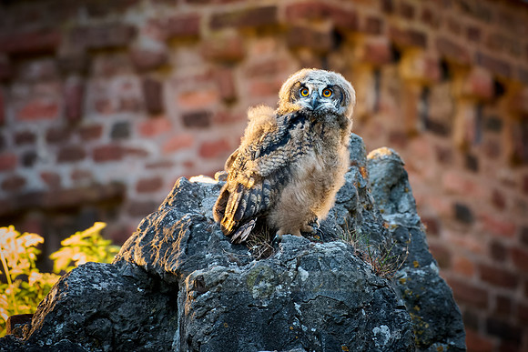Eurasian eagle-owl (Bubo bubo), youngster on a rock