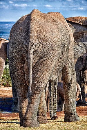 Backside of a African bush elephant