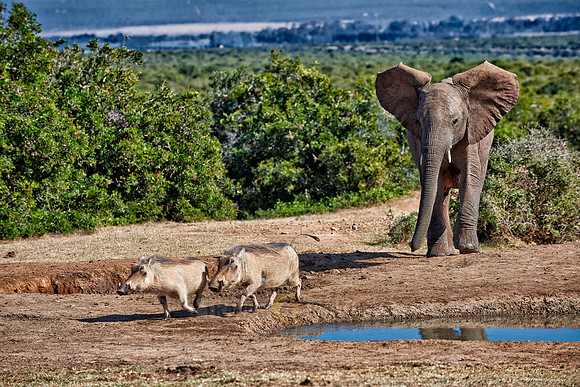 young elephant chasing warthogs